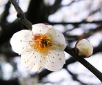 20120215_ume